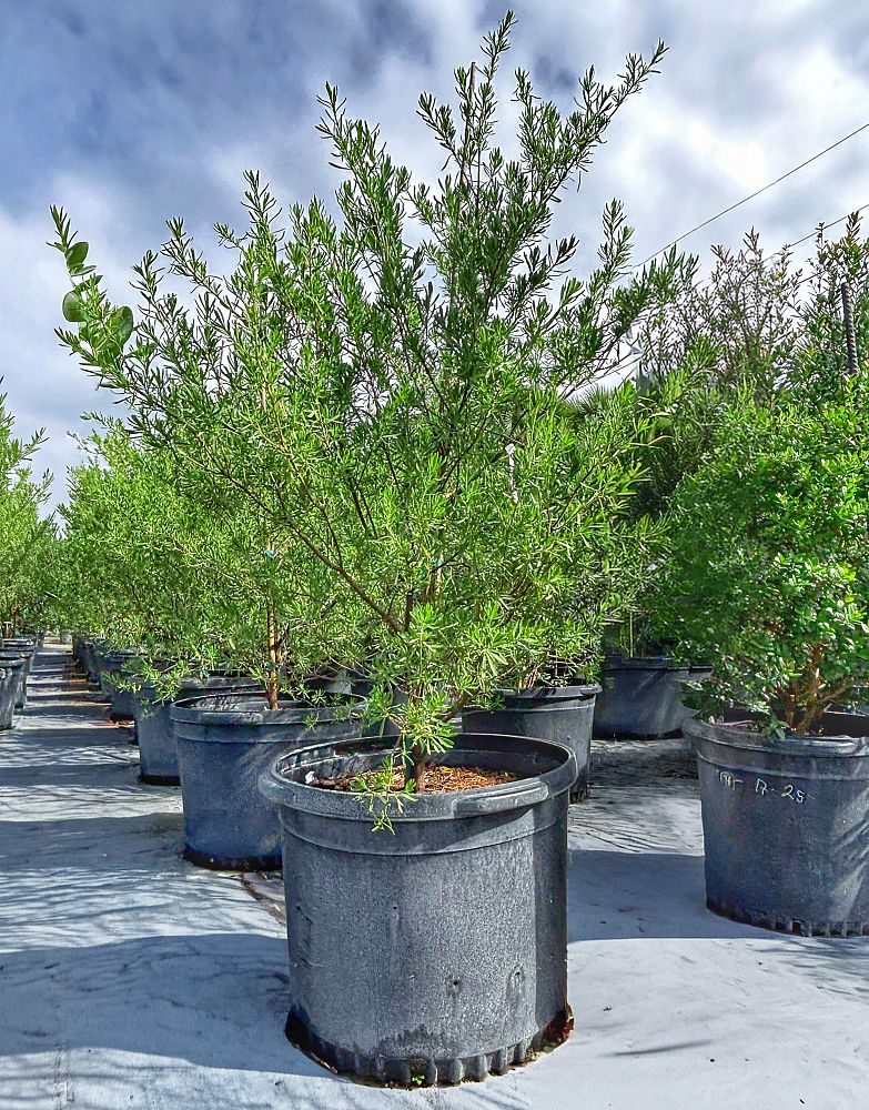 suriana-maritima-bay-cedar