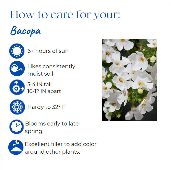 sutera-bahia-white-sand-bacopa