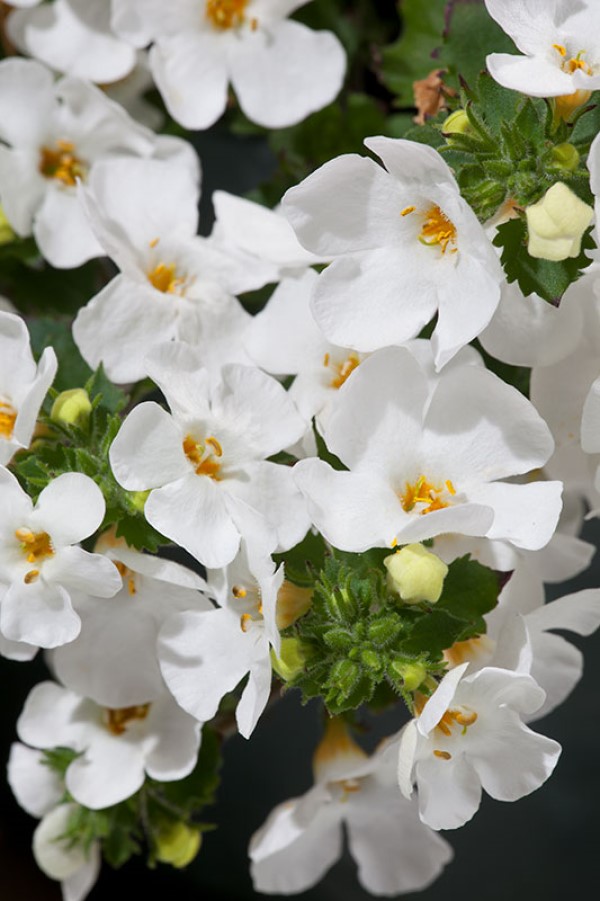 sutera-bahia-white-sand-bacopa