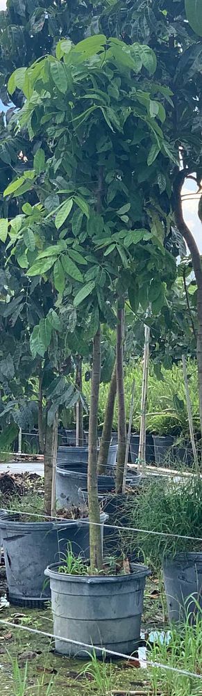 swietenia-macrophylla-honduras-mahogany