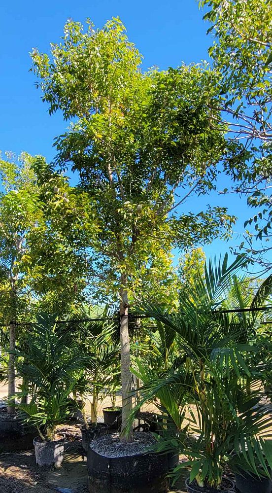 swietenia-macrophylla-honduras-mahogany