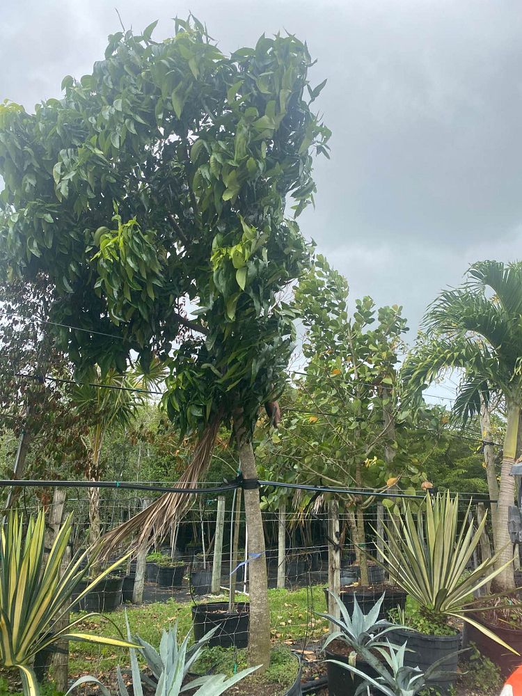 swietenia-macrophylla-honduras-mahogany