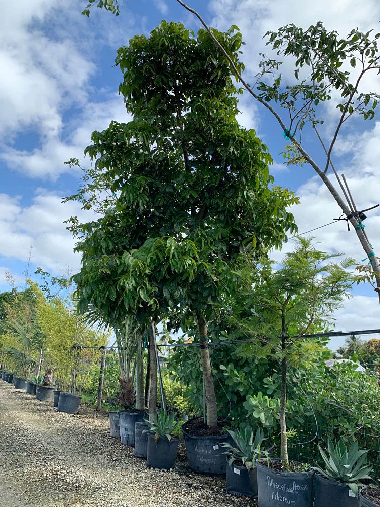 swietenia-macrophylla-honduras-mahogany