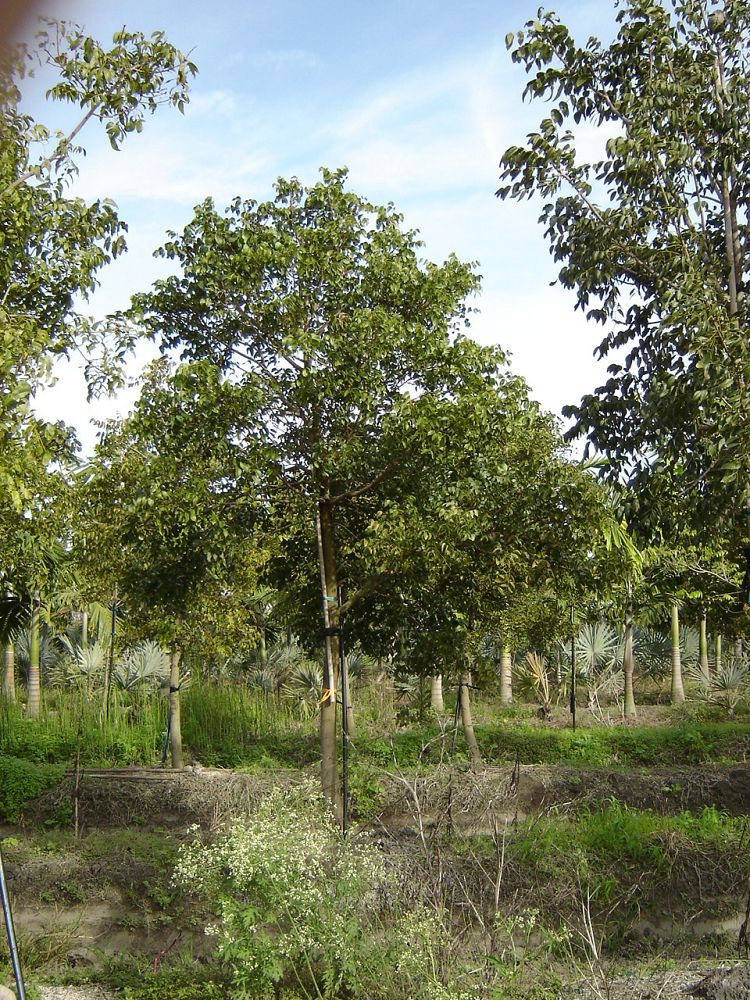 swietenia-mahagoni-mahogany-tree