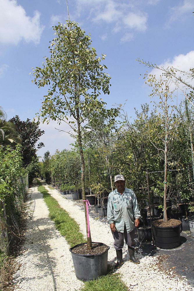 swietenia-mahagoni-mahogany-tree