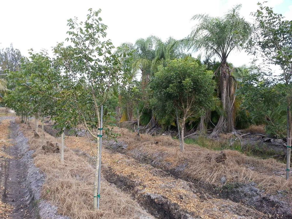swietenia-mahagoni-mahogany-tree