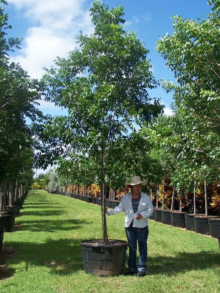 swietenia-mahagoni-mahogany-tree
