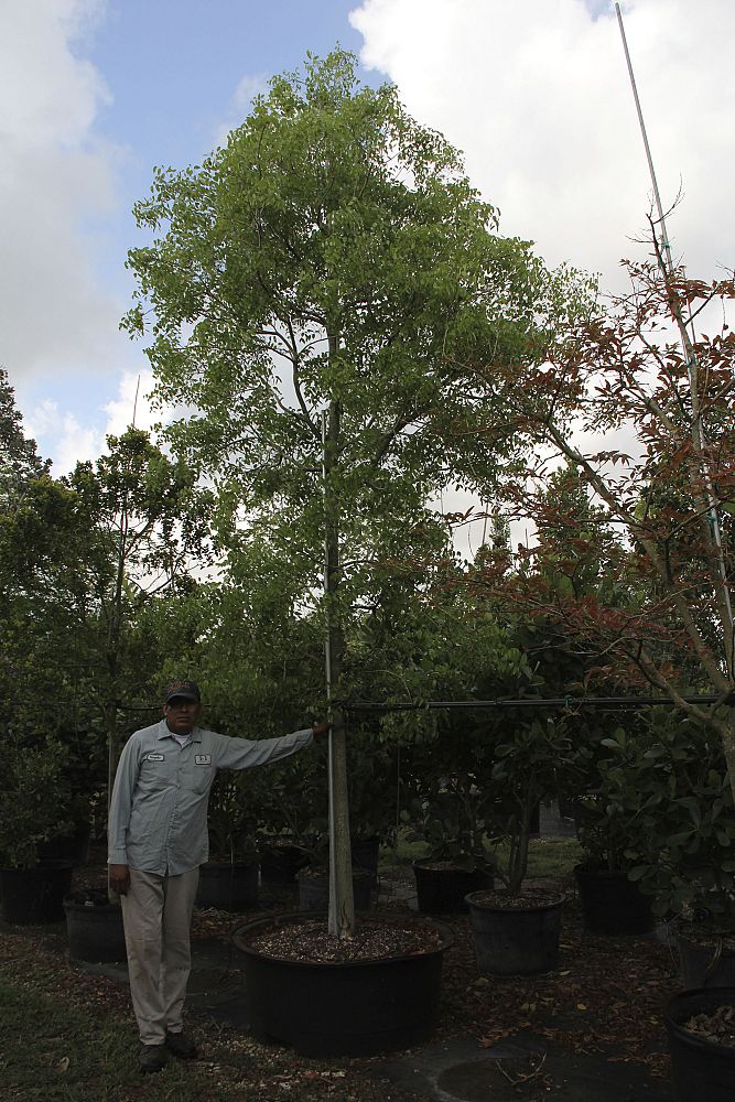 swietenia-mahagoni-mahogany-tree
