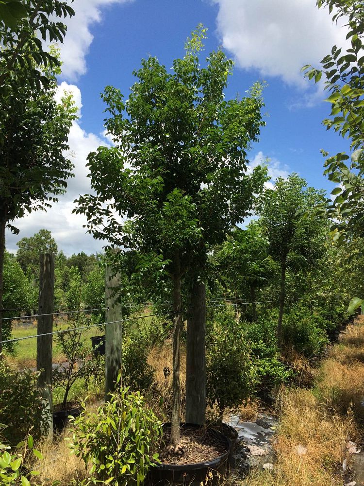 swietenia-mahagoni-mahogany-tree