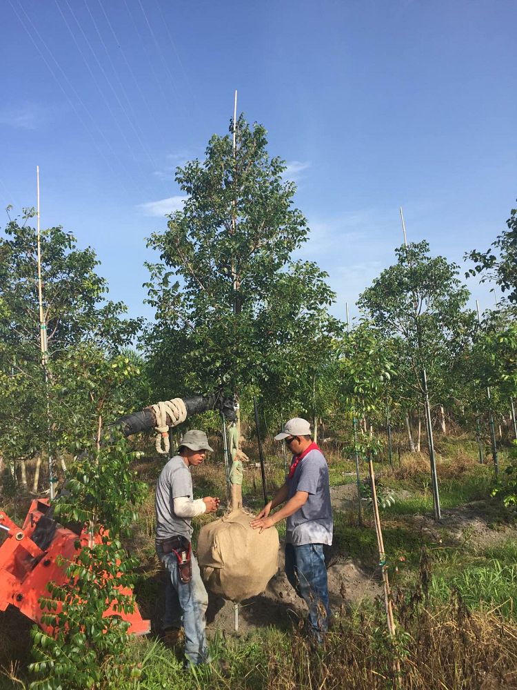 swietenia-mahagoni-mahogany-tree