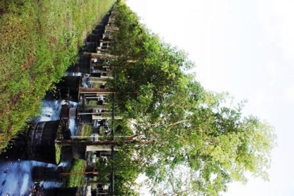 swietenia-mahagoni-mahogany-tree
