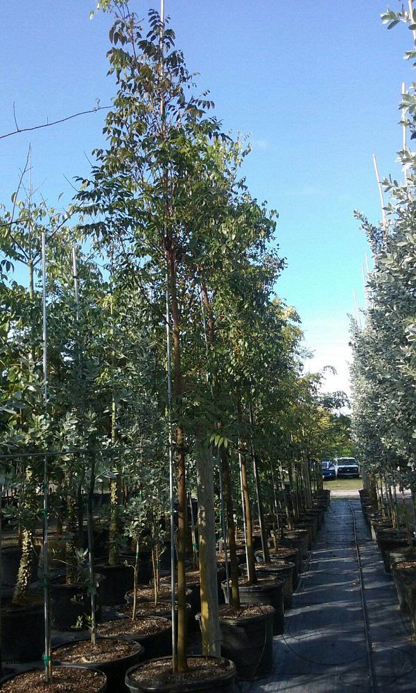 swietenia-mahagoni-mahogany-tree