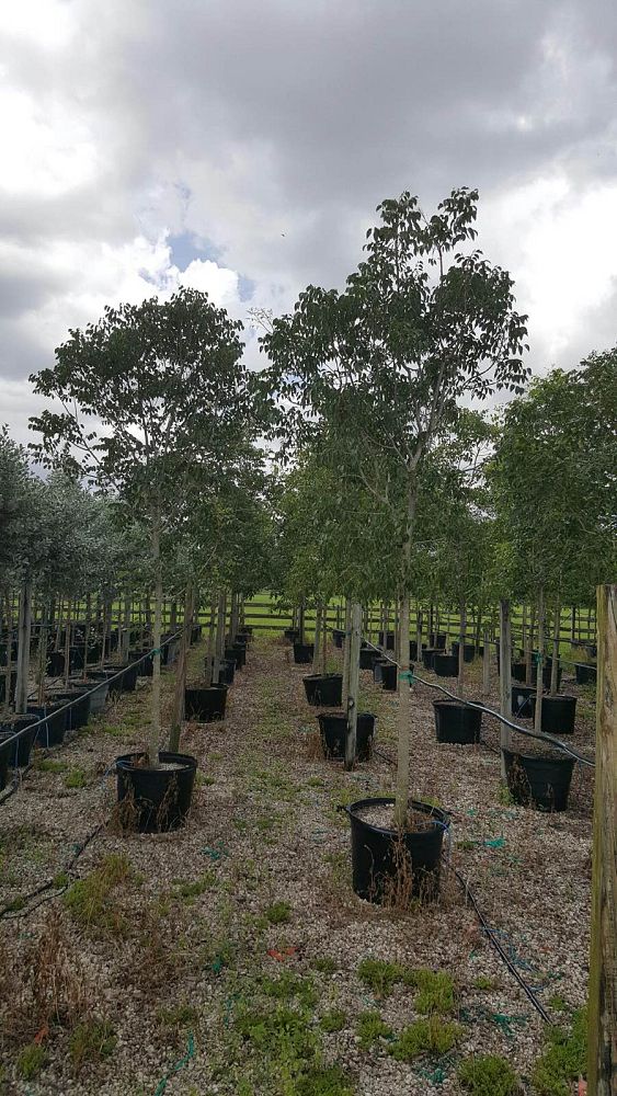 swietenia-mahagoni-mahogany-tree
