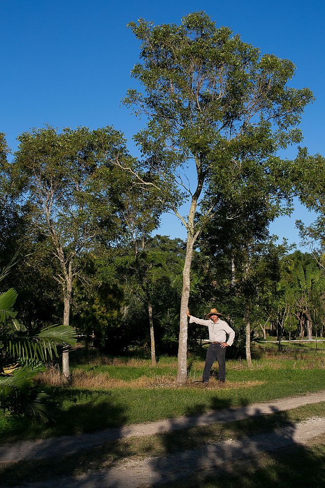 swietenia-mahagoni-mahogany-tree