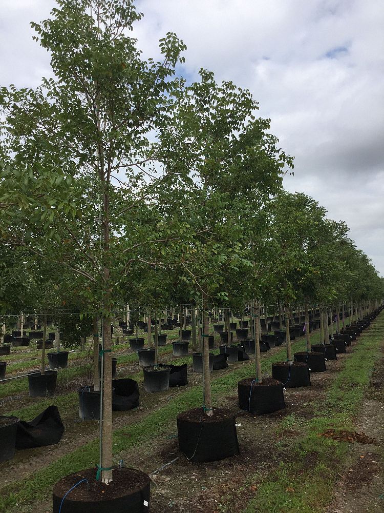 swietenia-mahagoni-mahogany-tree