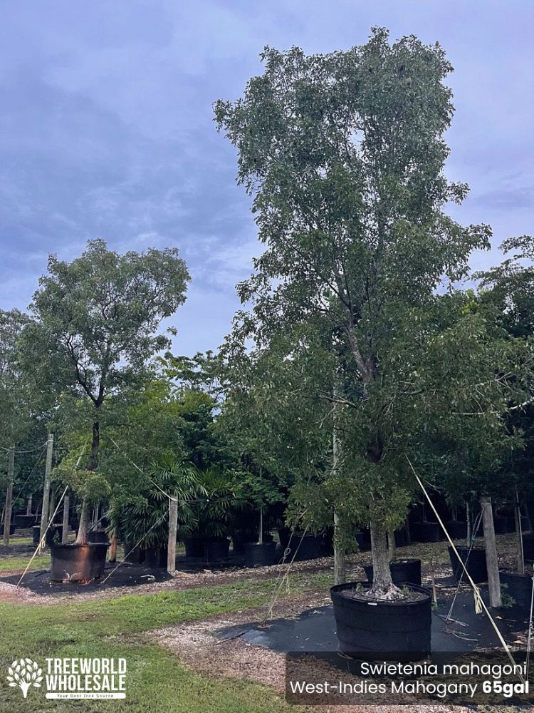 swietenia-mahagoni-mahogany-tree