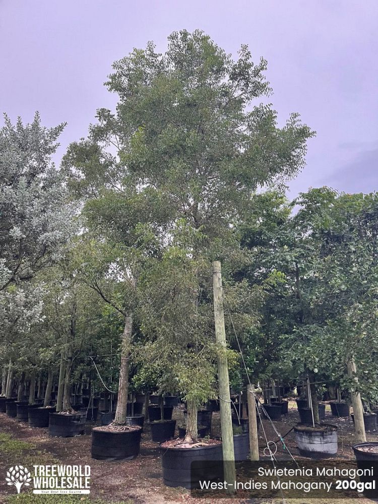 swietenia-mahagoni-mahogany-tree