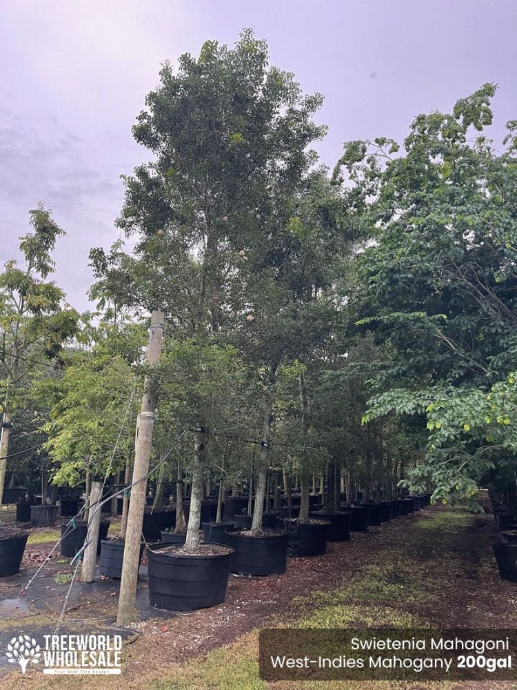 swietenia-mahagoni-mahogany-tree