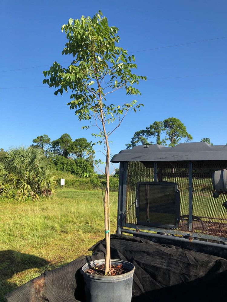 swietenia-mahagoni-mahogany-tree