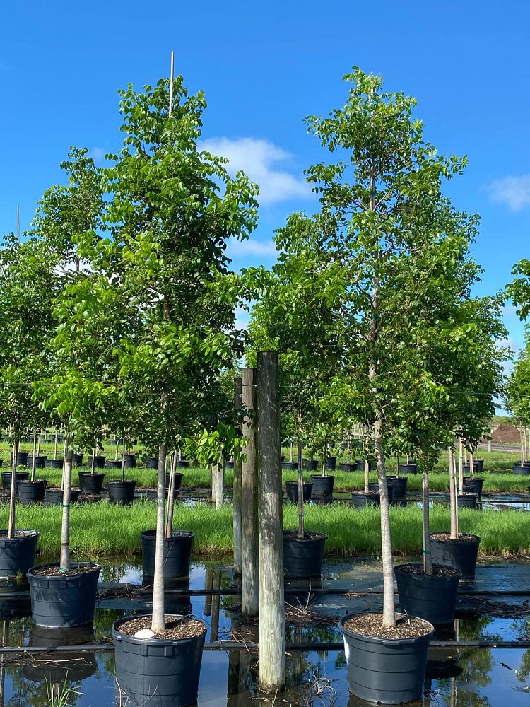 swietenia-mahagoni-mahogany-tree