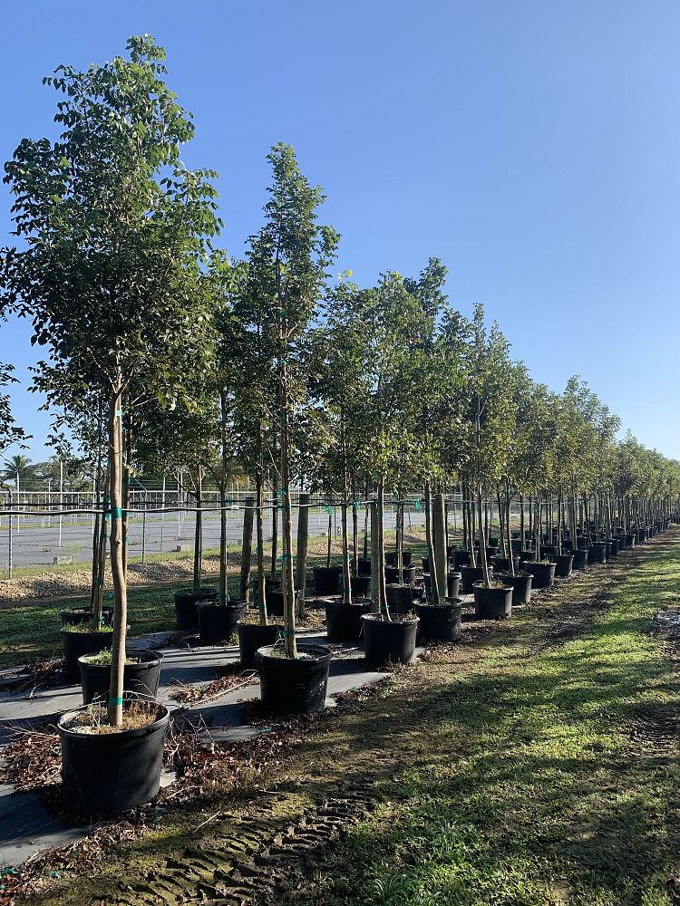 swietenia-mahagoni-mahogany-tree