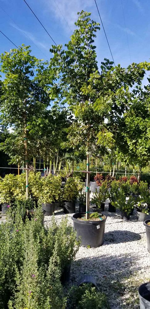 swietenia-mahagoni-mahogany-tree