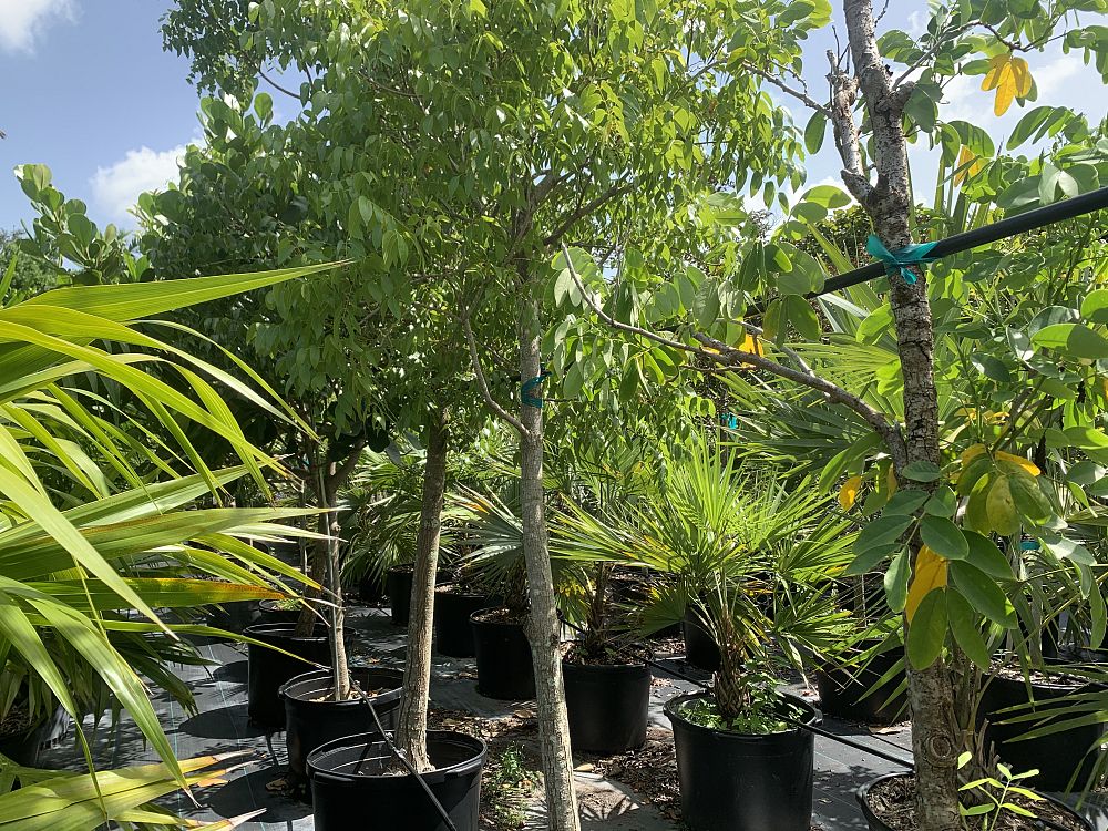 swietenia-mahagoni-mahogany-tree