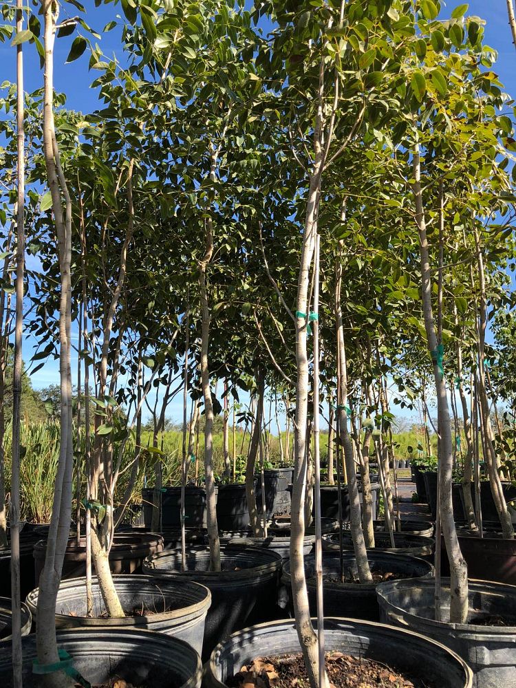 swietenia-mahagoni-mahogany-tree