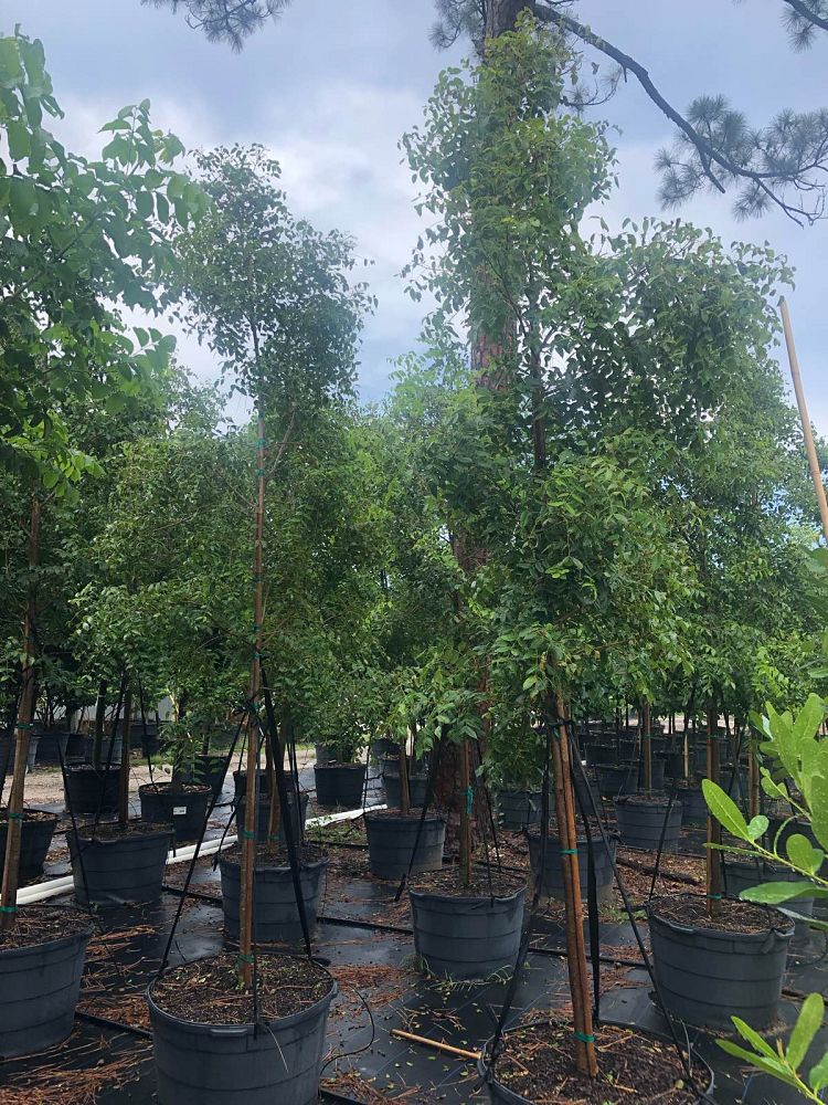 swietenia-mahagoni-mahogany-tree