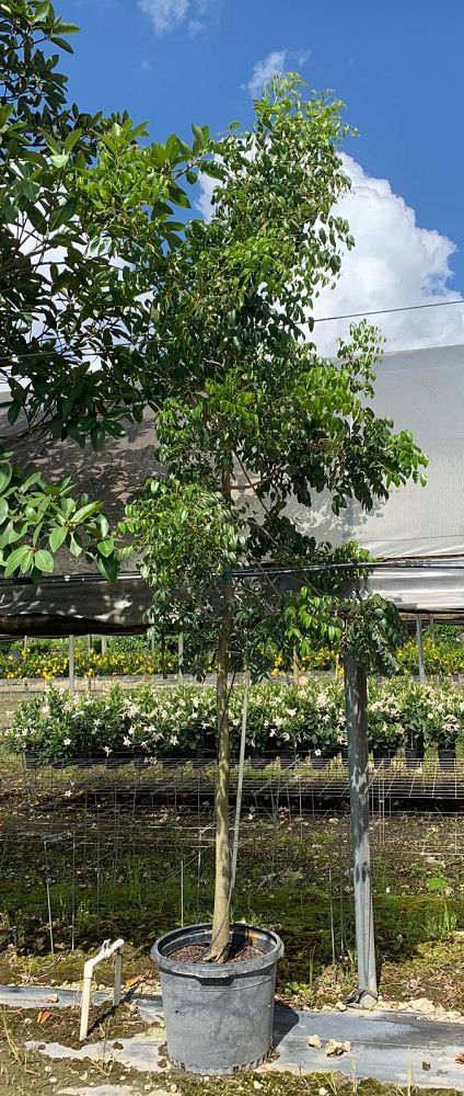 swietenia-mahagoni-mahogany-tree