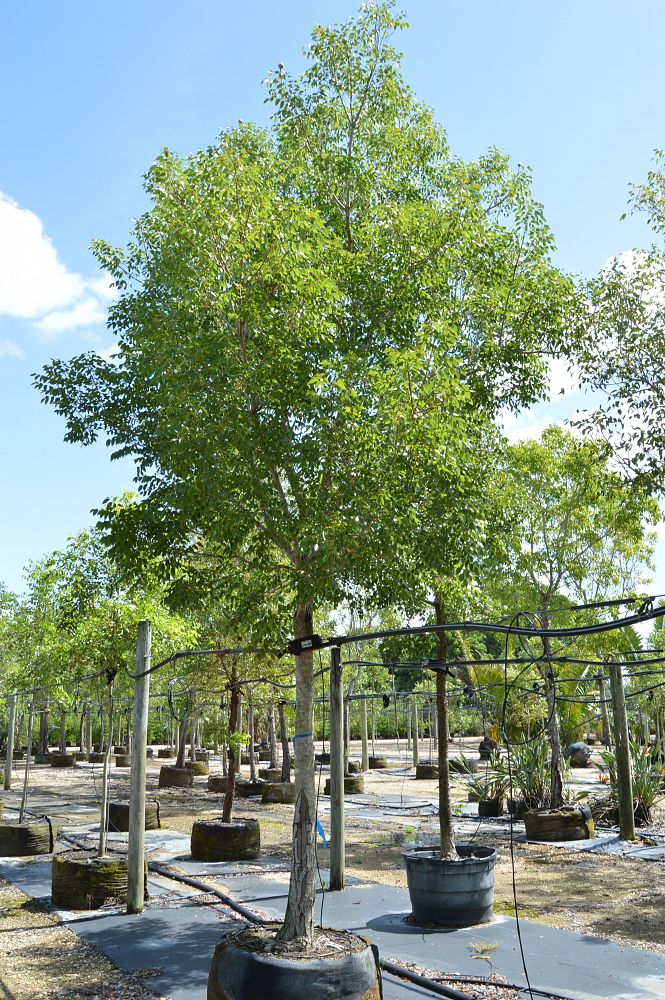 swietenia-mahagoni-mahogany-tree