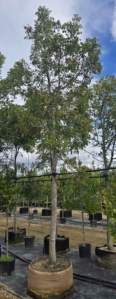 swietenia-mahagoni-mahogany-tree