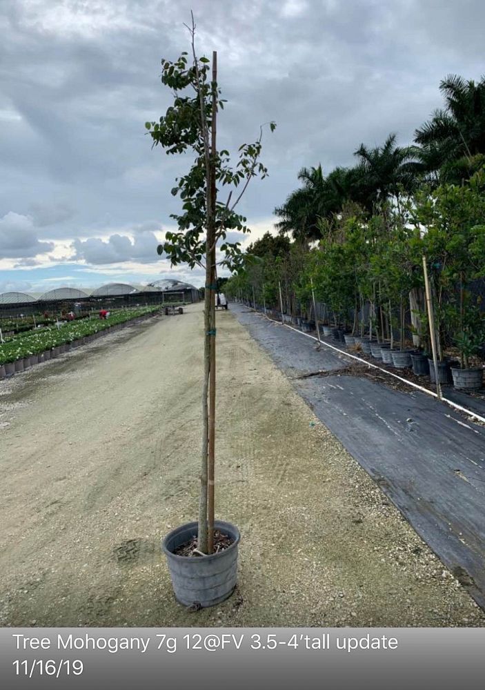 swietenia-mahagoni-mahogany-tree