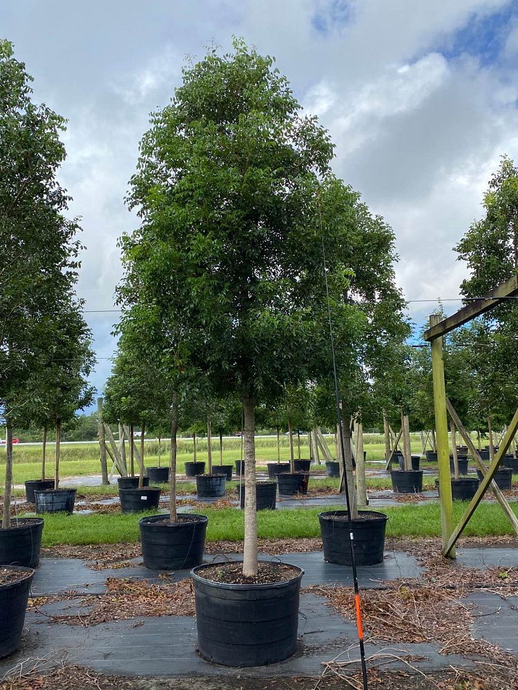 swietenia-mahagoni-mahogany-tree