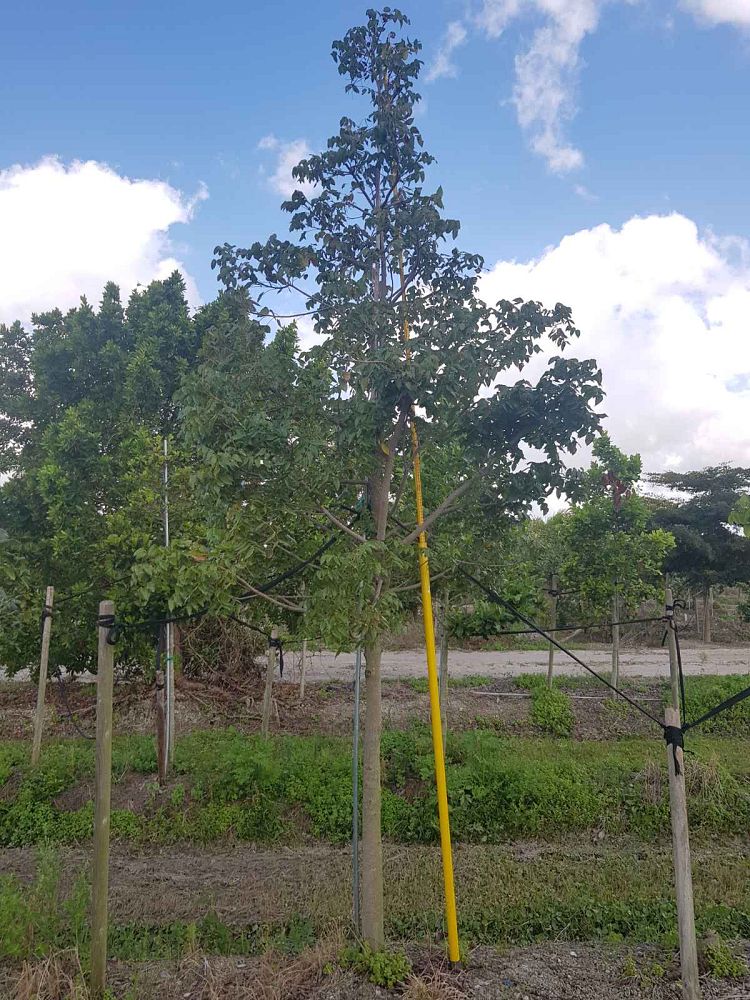 swietenia-mahagoni-mahogany-tree