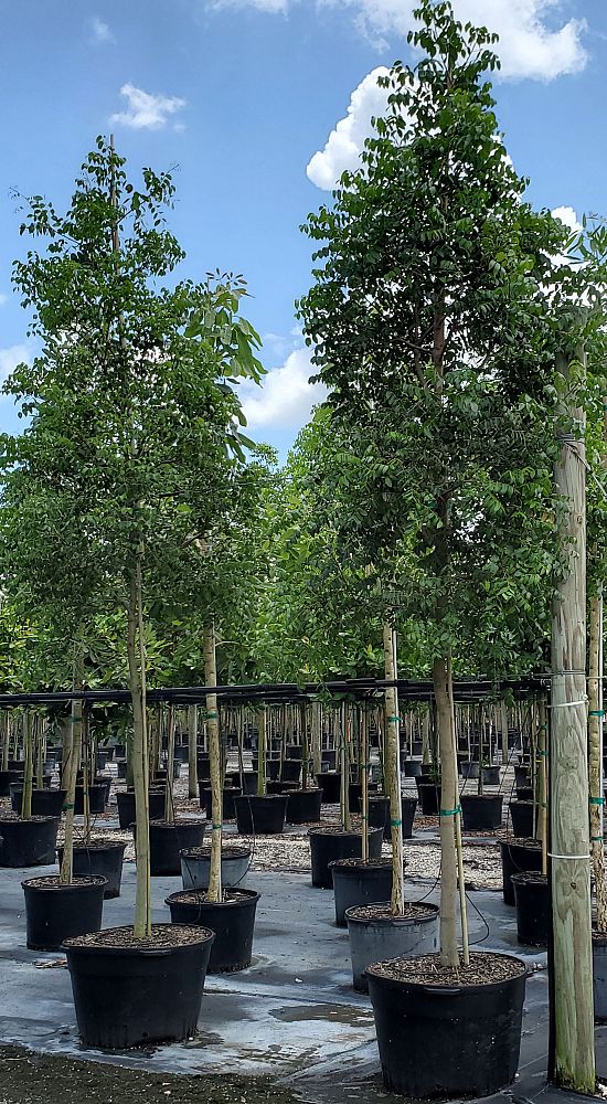 swietenia-mahagoni-mahogany-tree