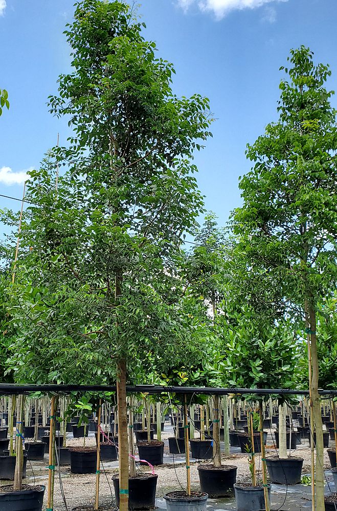 swietenia-mahagoni-mahogany-tree