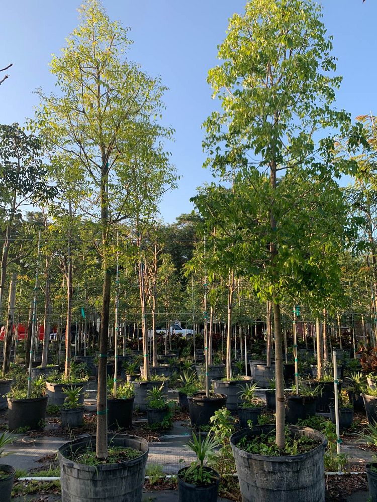 swietenia-mahagoni-mahogany-tree