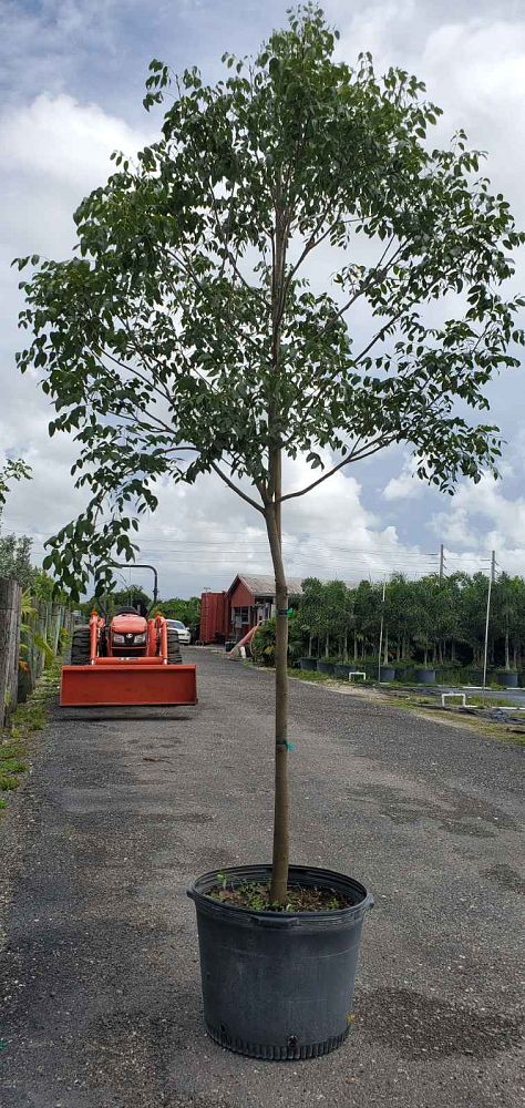 swietenia-mahagoni-mahogany-tree