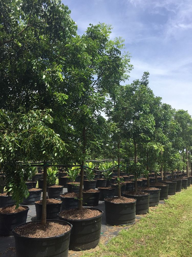 swietenia-mahagoni-mahogany-tree