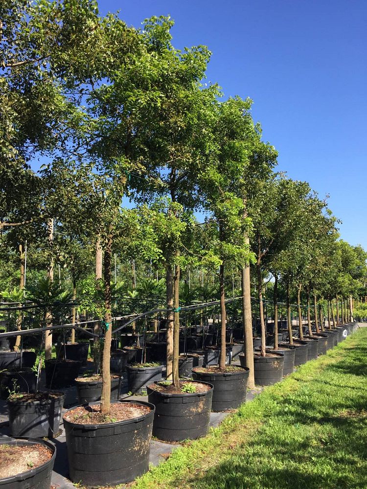 swietenia-mahagoni-mahogany-tree