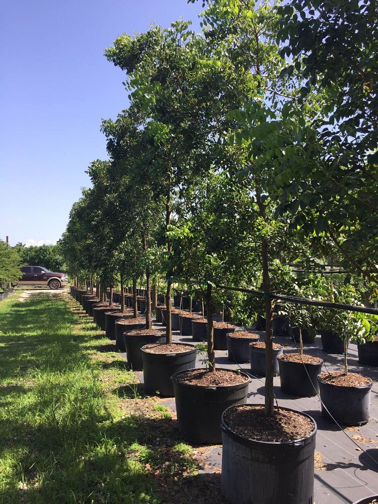 swietenia-mahagoni-mahogany-tree