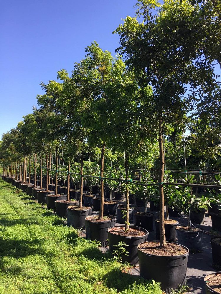swietenia-mahagoni-mahogany-tree