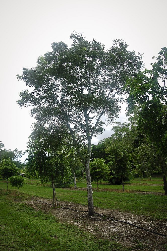 swietenia-mahagoni-mahogany-tree