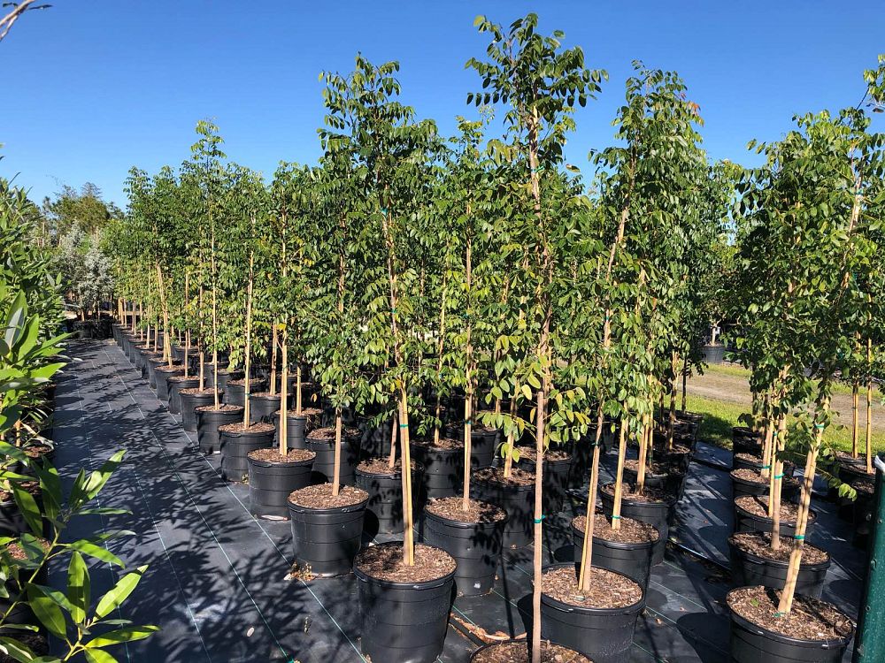 swietenia-mahagoni-mahogany-tree