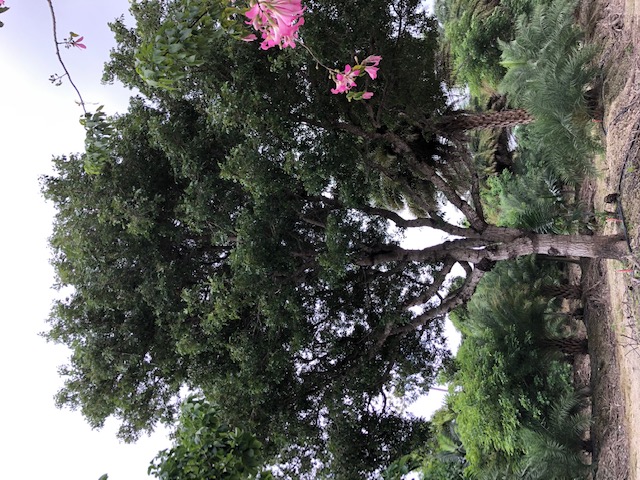 swietenia-mahagoni-mahogany-tree