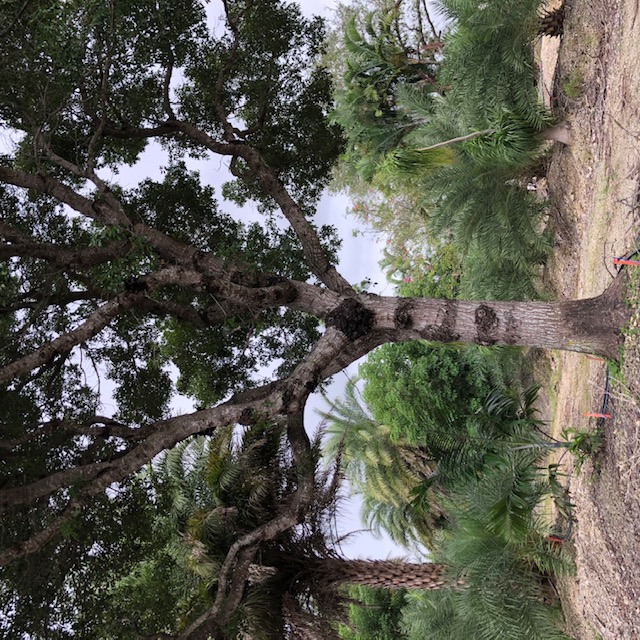 swietenia-mahagoni-mahogany-tree