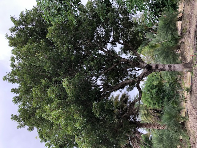 swietenia-mahagoni-mahogany-tree