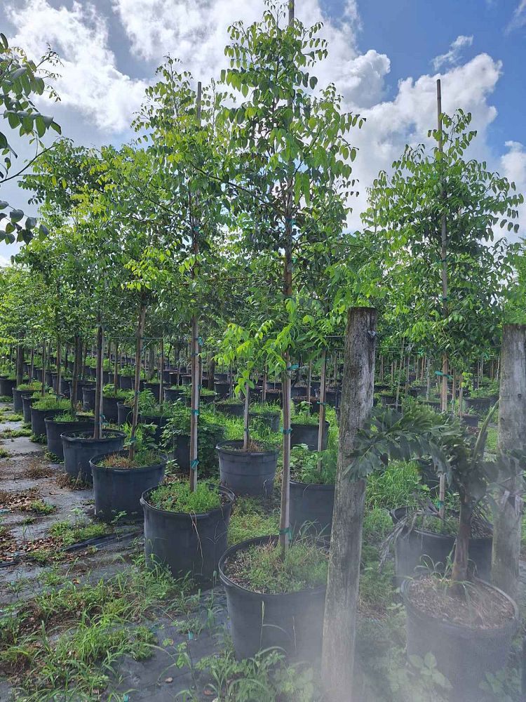 swietenia-mahagoni-mahogany-tree