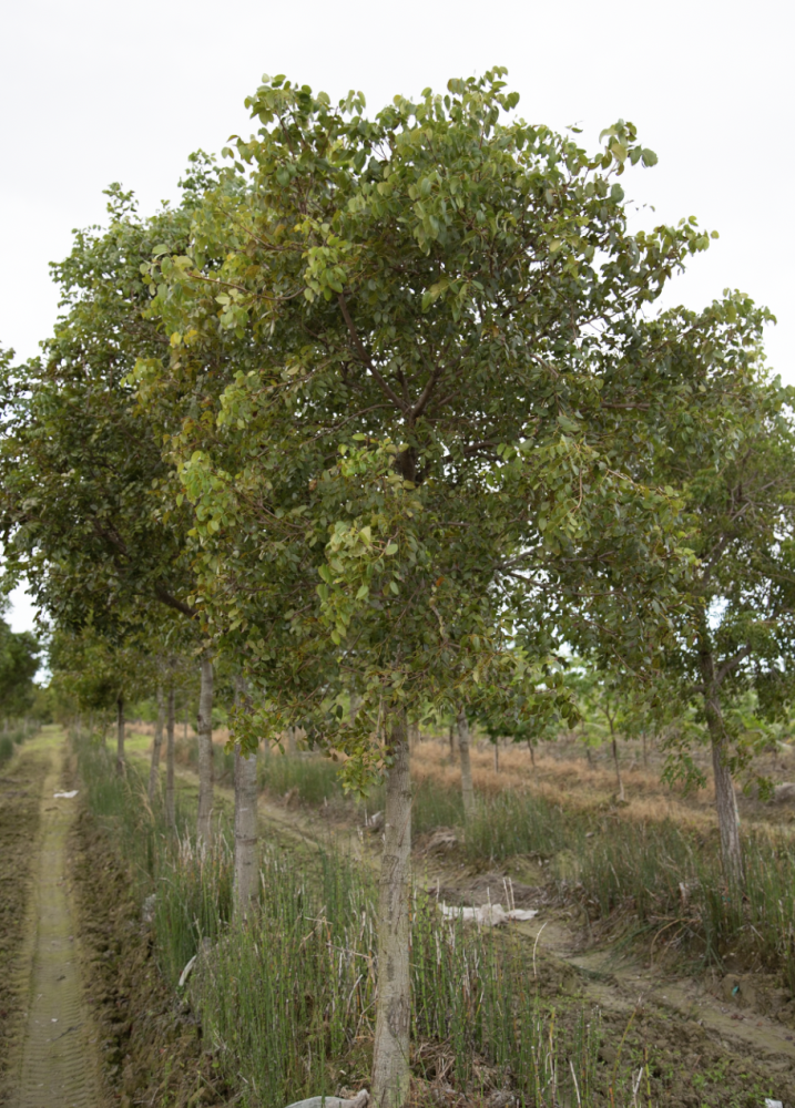 swietenia-mahagoni-mahogany-tree
